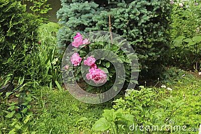 Flowers on Suvorov street Yards in the city of Korolev. Stock Photo