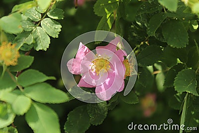 Flowers on Suvorov street Yards in the city of Korolev. Stock Photo