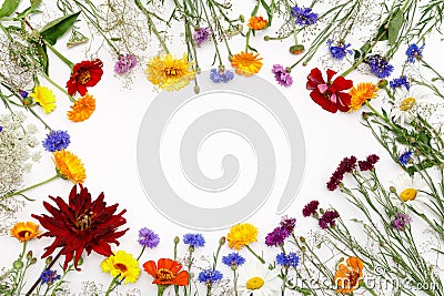 Flowers on white background. Top view, flat lay Stock Photo
