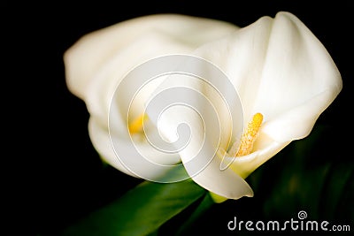 Flowers of white calla (Zantedeschia) on a black background Stock Photo