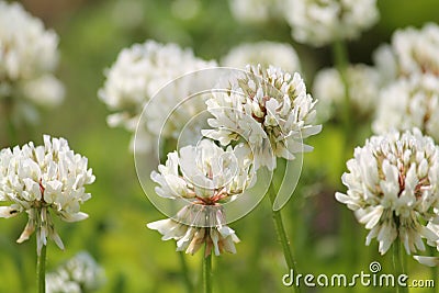 Flowers of white clover Trifolium repens plant in green meadow Stock Photo