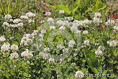 Flowers of white clover Trifolium repens plant in green meadow Stock Photo