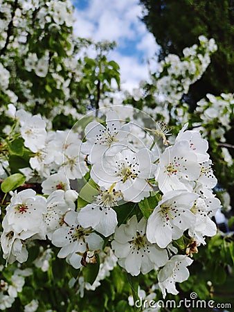 Flowers white details green Stock Photo