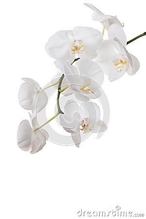 Flowers of white orchids Stock Photo