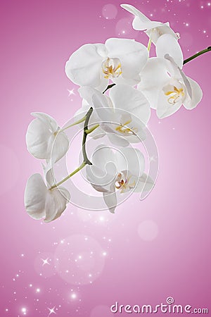 Flowers of white orchids Stock Photo