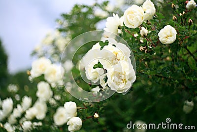 Flowers of white roses, soft effect Stock Photo