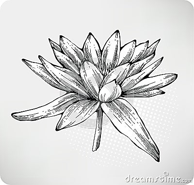 Flowers white water lily hand drawing Vector Illustration