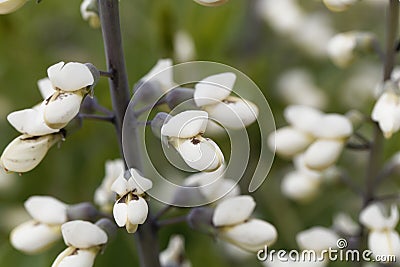 Flowers of a white wild indigo, Baptisia alba Stock Photo