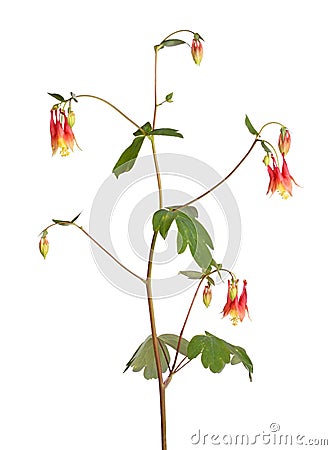 Flowers of wild columbine (Aquilegia canadensis) isolated on white Stock Photo