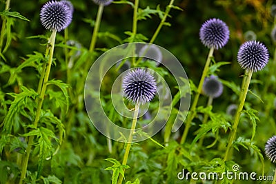 Flowers in a wild garden Stock Photo