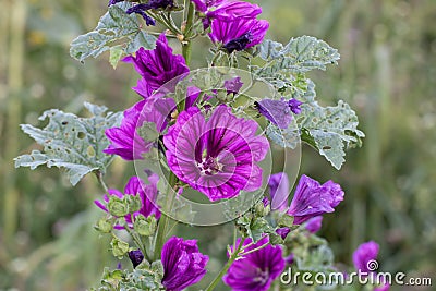 Flowers of a wild mallow in a field, also called Malva sylvestris, Rosspappel or Wilde Malve Stock Photo