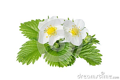 Flowers of wild strawberry Stock Photo