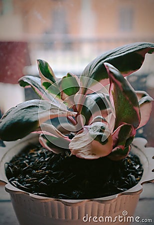 Flowers will always look cool and fresh when displayed in the house Stock Photo