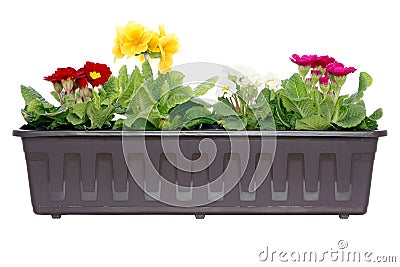 Flowers in window box Stock Photo