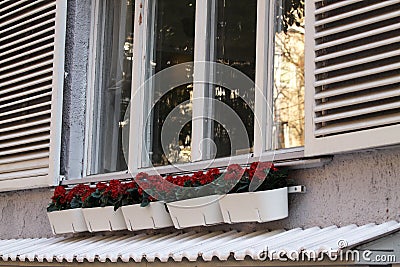 Flowers on a window Stock Photo