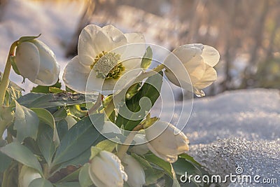 Flowers in winter, A flowering hellebore Helleborus niger in the snow in sunlight Stock Photo