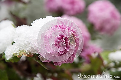 Flowers in the winter garden. Stock Photo