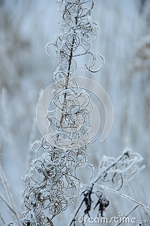 Flowers in winter at sunset Stock Photo