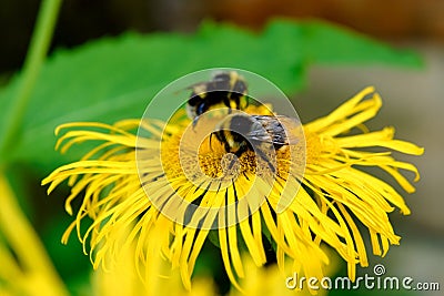 Flowers Yellow Oxeye Telekia speciosa pollinated by bees. Stock Photo