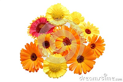 Flowers with yellow petals on a white background Stock Photo