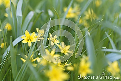 Flowers of Yellow Star of Bethlehem Gagea lutea Stock Photo