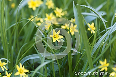 Flowers of Yellow Star of Bethlehem Gagea lutea Stock Photo