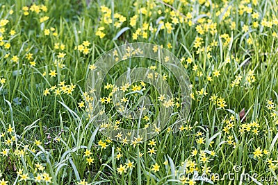 Flowers of Yellow Star of Bethlehem Gagea lutea Stock Photo