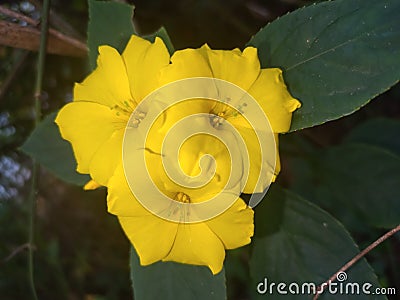 Flowers in yelow color Verry butifull an color full Stock Photo