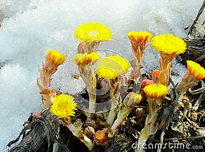 Flowerses coils foot Stock Photo