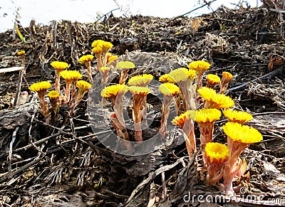 Flowerses coils foot Stock Photo