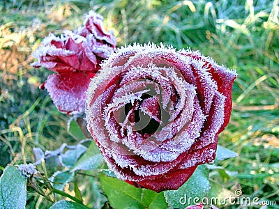 Flowerses of the rose in matutinal rime Stock Photo