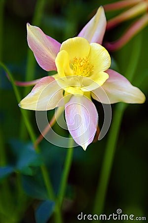 Flowerses, rose-yellow prodigy Stock Photo