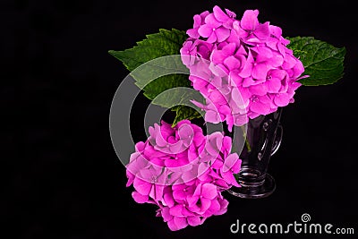 Flowers pink hydrangea on black background.Copy space. Stock Photo