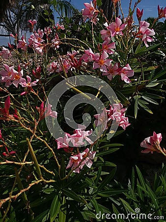 Flowery Bush Stock Photo