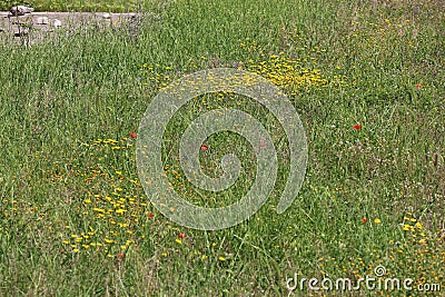 Flowery fields of Puglia Stock Photo