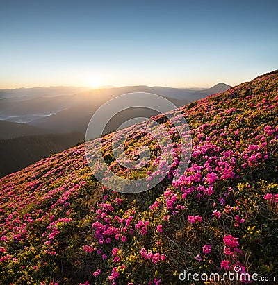 Flowes in the mountains during sunrise Stock Photo