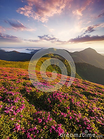 Flowes in the mountains during sunrise Stock Photo