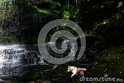 Flowing stream of water in the forest area. Waterfall in the woods with happy running dog Stock Photo