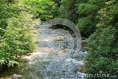 Flowing stream in the woods curving around a bend Stock Photo