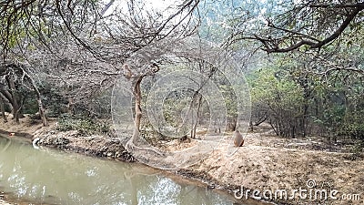 Flowing Water In The Forest Of India And Monkey Sitting Around It. Wildlife. Stock Photo