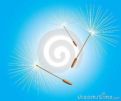 Fluff of dandelion Vector Illustration