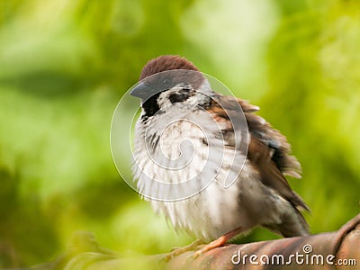 A male sparrow shot with an old mirror lens Stock Photo