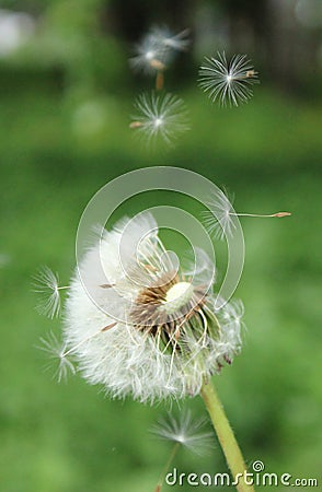 Fluffs of a white dandelion Stock Photo