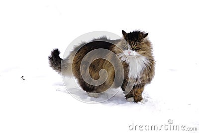 Fluffy beautiful cat walking on snow Stock Photo