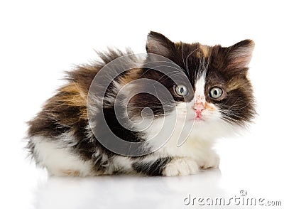 Fluffy beautiful kitten. looking at camera. Stock Photo