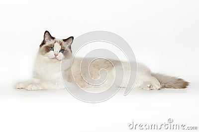 Fluffy beautiful white cat of a Neva Masquerade with blue eyes posing lying on a white background. Cat isolated on white Stock Photo