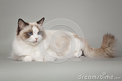 Fluffy beautiful white cat ragdoll with blue eyes posing while sitting on gray background. Stock Photo