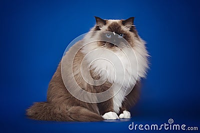 Fluffy beautiful white cat ragdoll posing while sitting on a studio blue background. Stock Photo