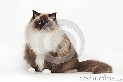 Fluffy beautiful white cat ragdoll with blue eyes posing while sitting on studio white background. Stock Photo