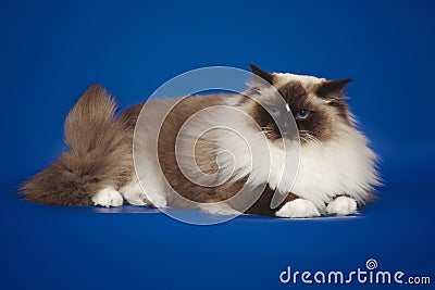 Fluffy beautiful white cat ragdoll, posing lying on studio blue background. Stock Photo